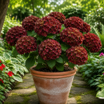 Hortenzia kalinolistá (Hydrangea macrophylla) ‘CHOCOLATE’® - výška 15-20 cm, kont. C2L 
